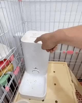  밥소리에 달려오는 새끼 고양이