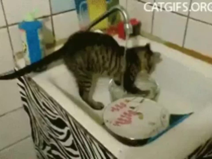  가사도우미! 강쥐와 냥이