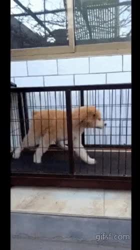  자기만의 운동법을 개발한 강아지