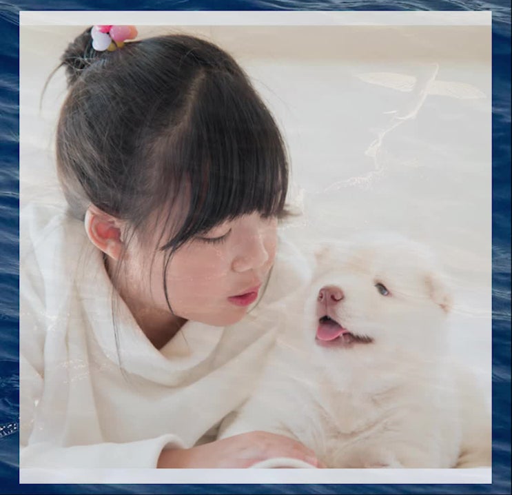  용산구 종로구 중구 성북구, 강아지(고양이 애견 반려동물 반려견 애완동물) 화장, 장례, 화장터, 장례식장, 가까운 레인보우엔젤에서