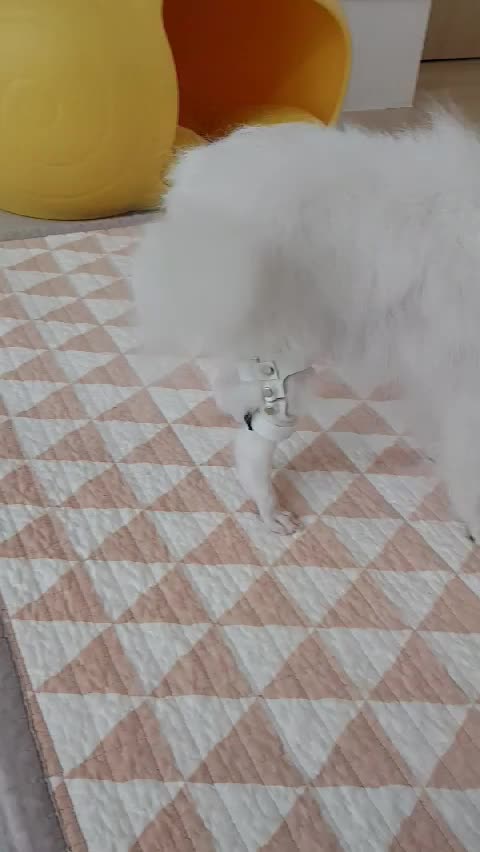  강아지 보조기, 휠체어 전문 네발로에서 포메라니안 슬개골 탈구 보조기 제작!!