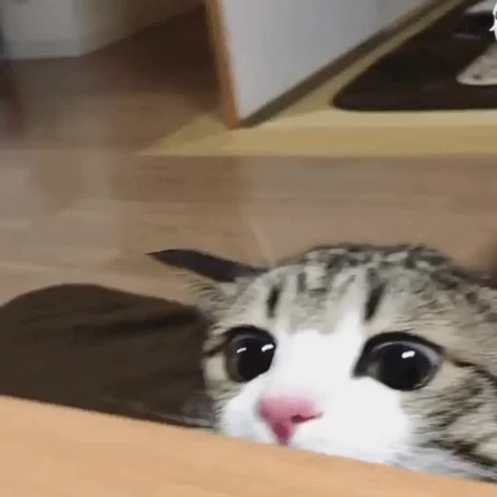  반려동물 영상