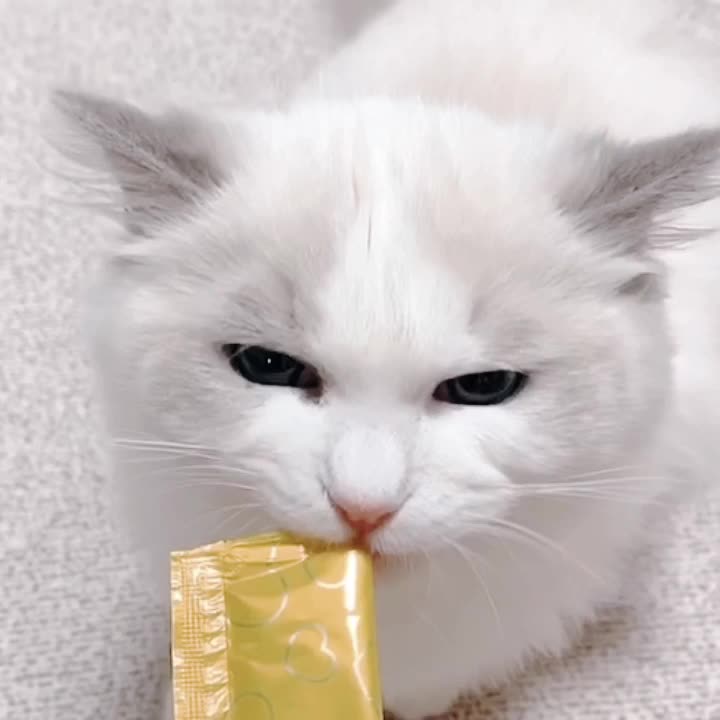  고양이 간식) 얼마나 줘야 할까?