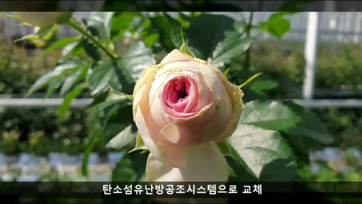  장미수출선도기업 로즈피아에 적용된 CES탄소섬유 스마트팜난방공조시스템