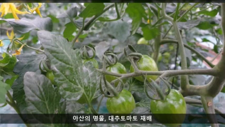  청년창업농, 아산대추토마토농장, 토경재배 비닐하우스에 적용된 CES탄소섬유 스마트 비닐하우스난방시스템
