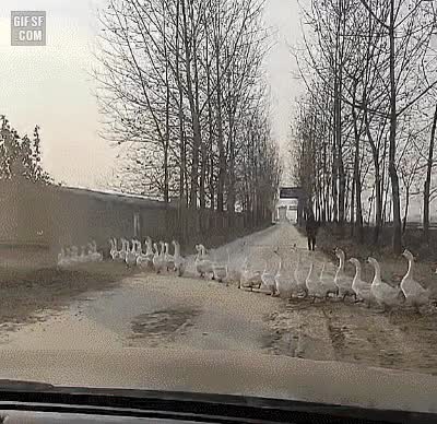  오는 길을 오리가 막아서 지각했습니다