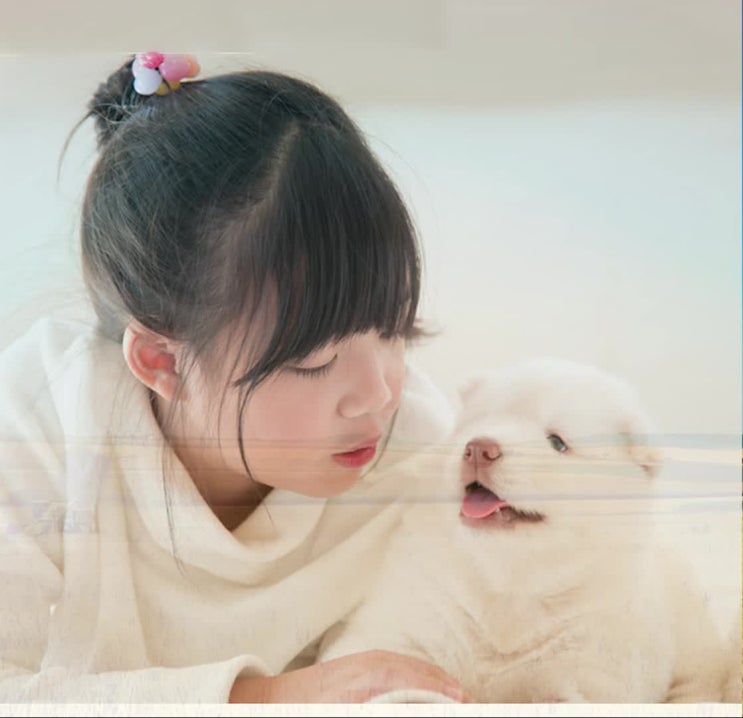  김포 부천 시흥 안산 광명 시, 강아지(애견 반려견 애완동물 반려동물) 장례, 화장터, 화장, 장례식장, 화장장, 추천