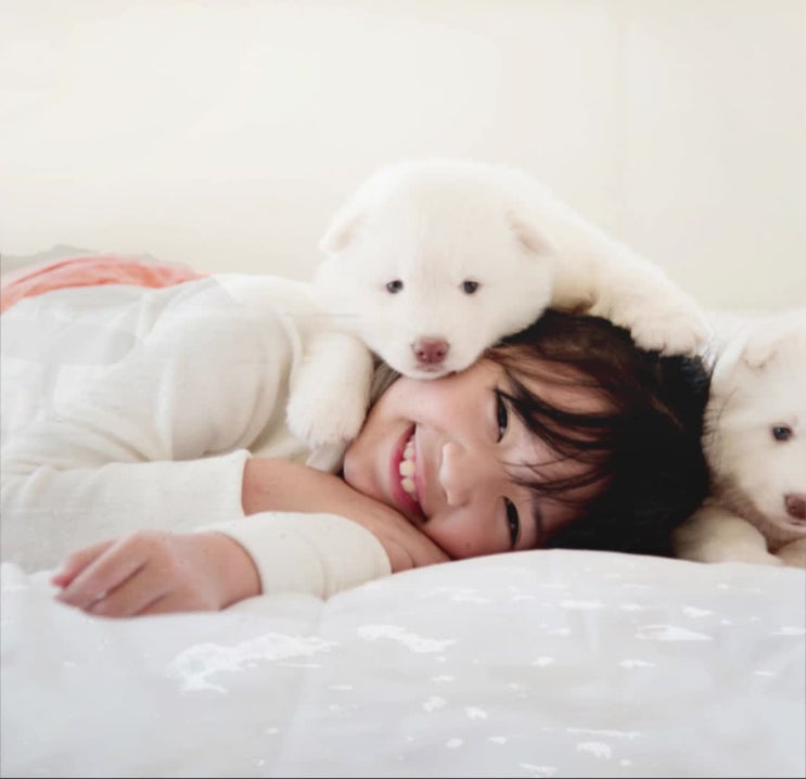 반려동물무지개다리, 반려견무지개다리 건널 때, 올바른 업체 선택 방법은