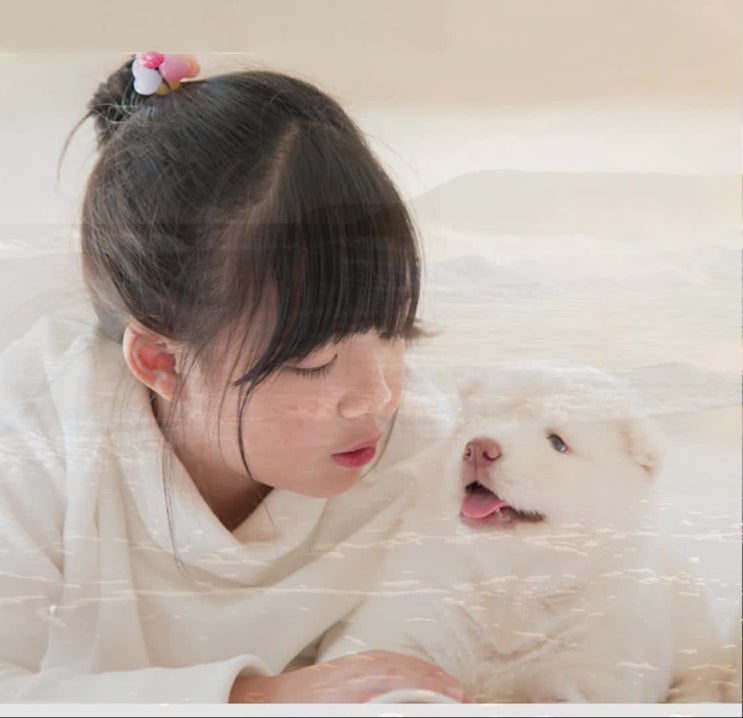  의정부 파주 고양 의정부시 파주시 고양시, 강아지 애견 고양이 반려견 반려동물 애완동물, 장례 장례식장 화장터, 가까운 곳에서 안전하게