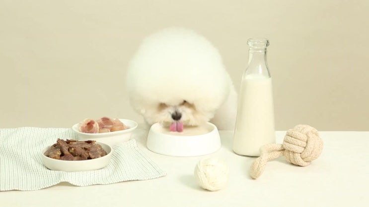  강아지가 사골곰탕을 먹어도 되나요? "이것"으로 찬반 논란 종결 !
