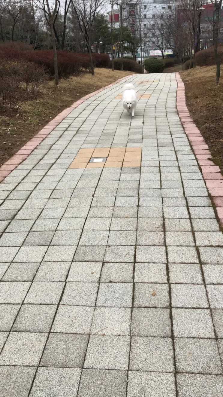  바람부는 날에는 산책이죠 코로나가 무서워도 나간다!!!