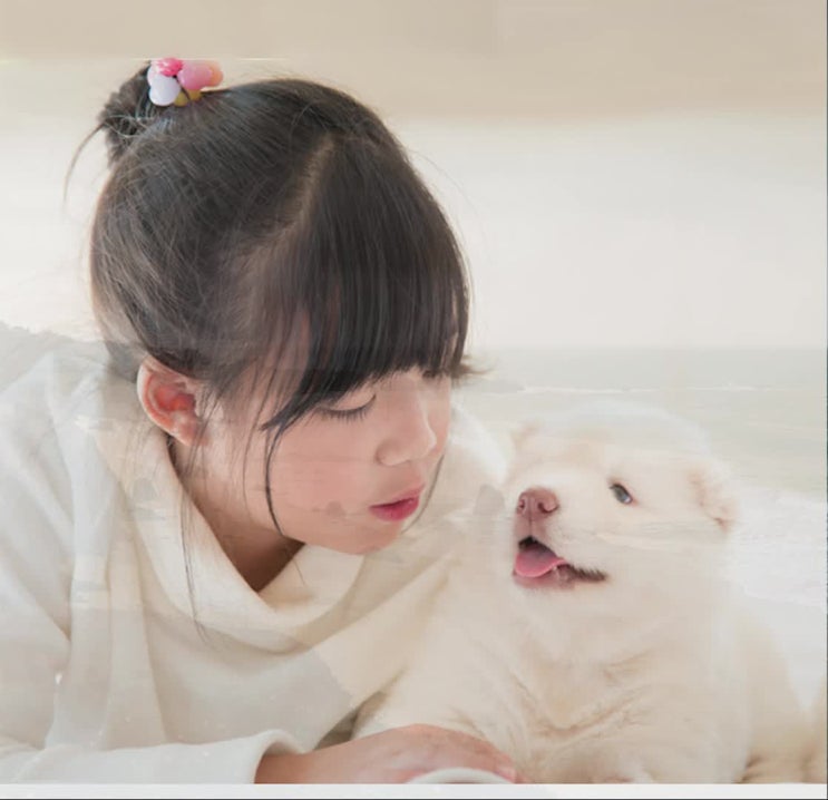  강아지장례식장 안심하고 진행할 수 있는 확실한 선택