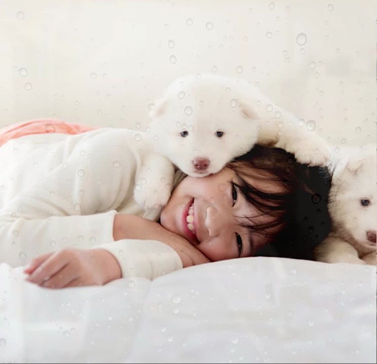  강아지 장례식장은 정부 허가 합법업체에서