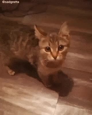  고양이 얼굴에 필터 적용하기
