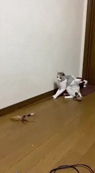  혼자서 잘노는 고양이