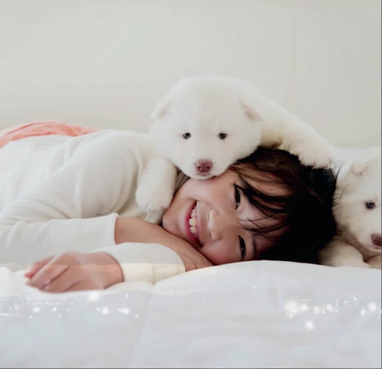  애완동물장례 애완견화장은 가깝고도 안전한 곳에서