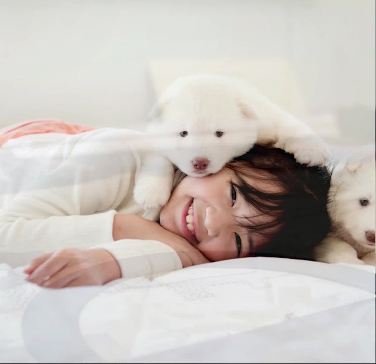  강아지죽었을때 애견화장터를 선택하는 적절한 노하우
