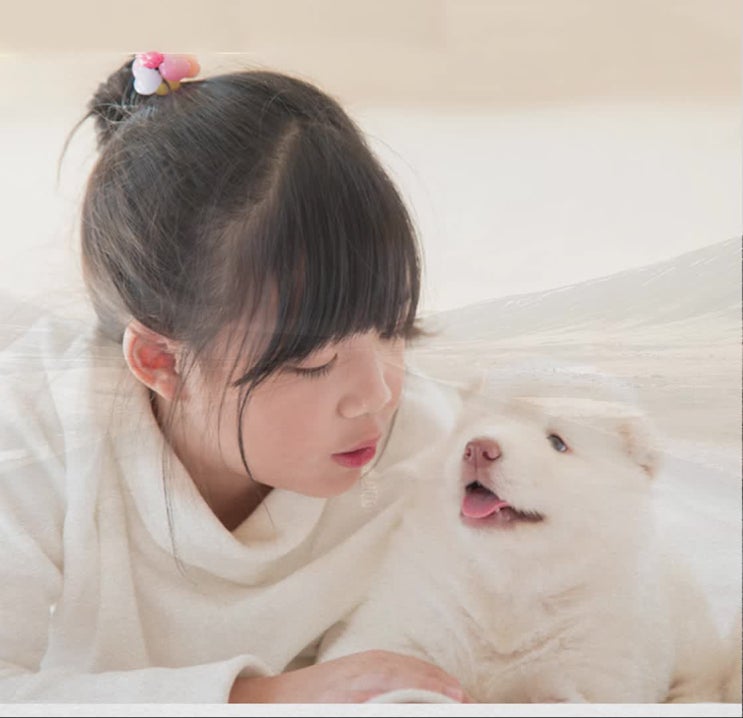  애완동물장례 애완동물장례식장은 어떻게 선택해야 할까요