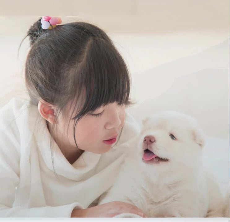  일산 의정부 파주 고양시 강아지 장례와 애견 장례식장은 전문적인 진행이 가능한 곳에서