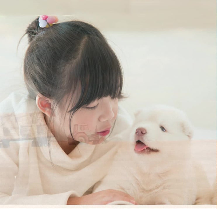  강아지사망시, 애완견장례식장 선택할 때 반드시 주의할 점들