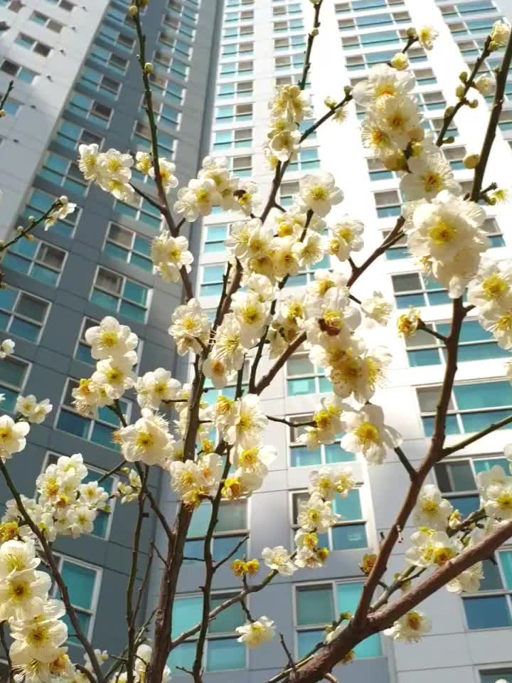  흔들리는 꽃들속에서~~그래도 봄은 옵니다.