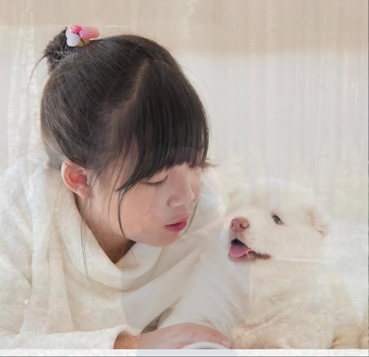  고양이 죽음, 죽으면, 죽었을 때, 전문적인 업체에서 안심하고 맡기세요