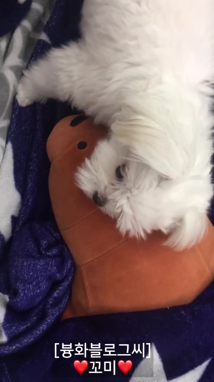  [븅화블로그씨]반려동물 자랑:내 이름은 꼬미