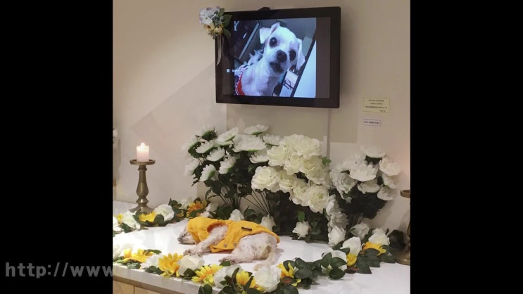  과천 의왕 군포 강아지 고양이 장례, 애견 장례식장 화장이 걱정되실 때 근접거리에서 진행이 가능합니다.