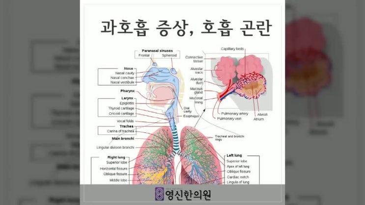  과호흡 증상, 숨이 안쉬어져요 [수원 영신한의원]