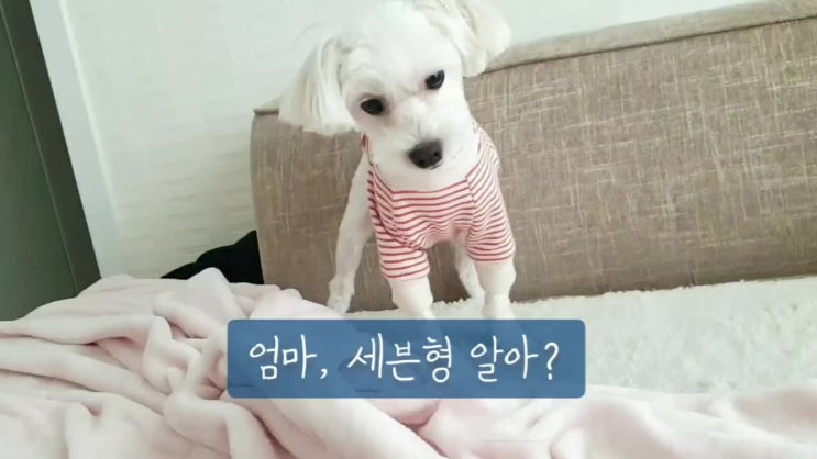  엄마, 세븐형 알아? 개웨이브 춤신춤왕 미래의 개이돌은 나야나!