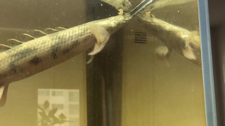  냉미여! 안녕 - 사료적응 단계 모습