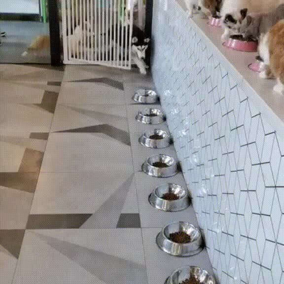 고양이와 강아지의 식사 차이