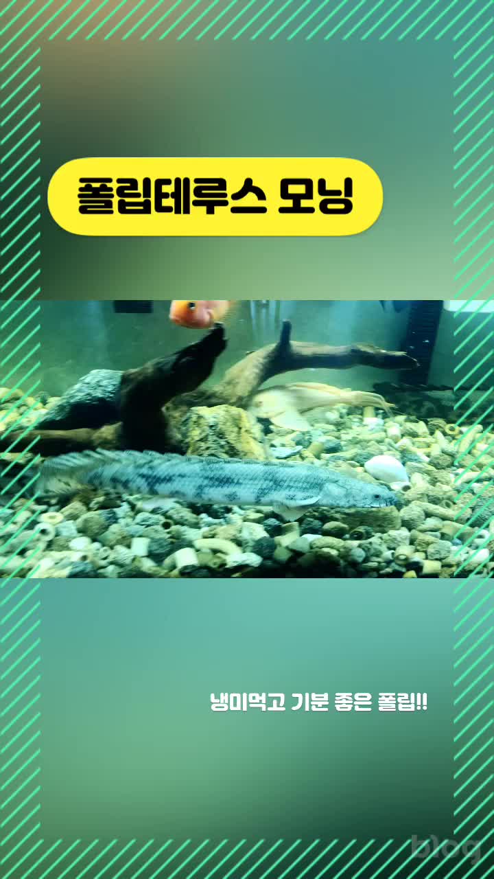  폴립테루스 일상