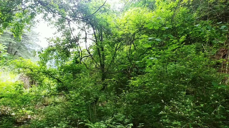  힐링여행 중 만난 지적보조점과 홍천 전원주택지- 사당역 명문부동산