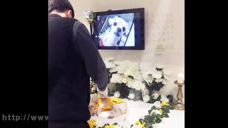  강아지 죽음 죽었을 때 죽으면, 근거리의 합법업체에서!