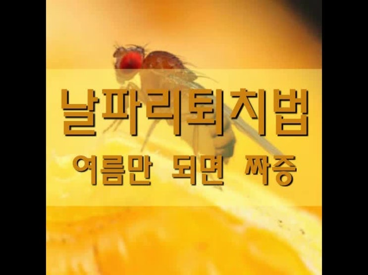  날파리퇴치법 안생기게 하는게 제일