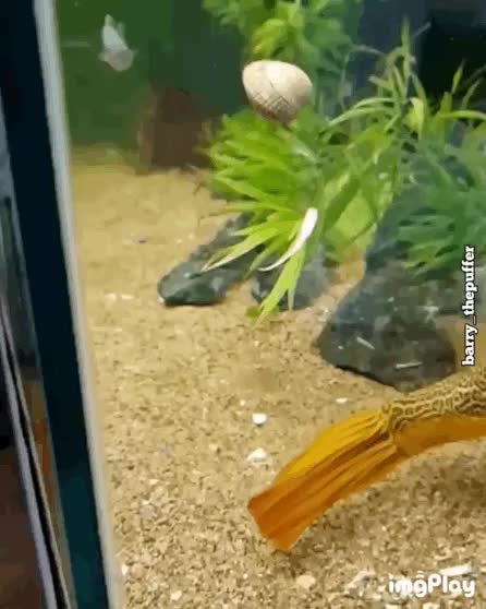  꼬막먹는 복어