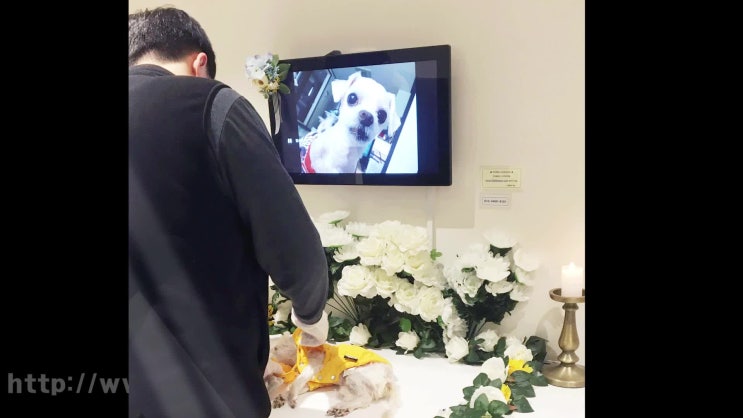 고양이 장례식, 소중한 이별은 특별하게 레인보우엔젤!