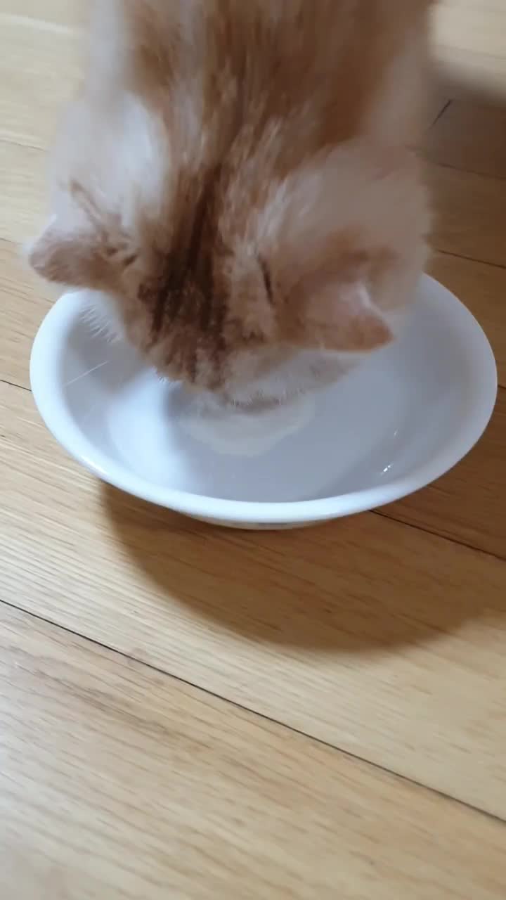  고양이 유산균.락토펫