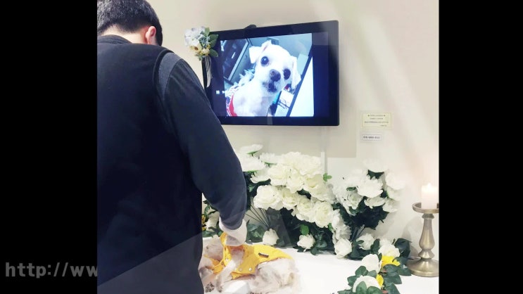  일산 강아지 장례 화장 반려견 장례식장, 걱정 없는 레인보우엔젤과!