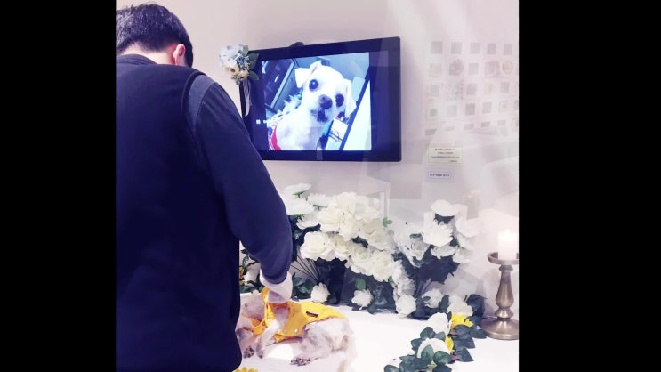  고양이 안락사, 신중한 판단과 진행은 어떻게?