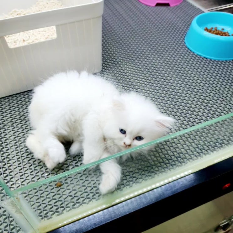  오산/동탄/수원/용인/평택/안성/화성 화이트페르시안분양