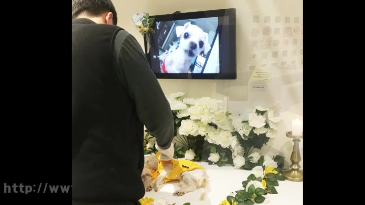  반려견 노견 안락사 비용, 어떻게 진행해야 후회 없을까?