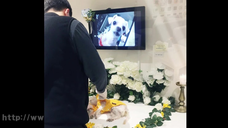  강아지 사망 고양이 죽을 때, 레인보우엔젤이 가까이에 있습니다!
