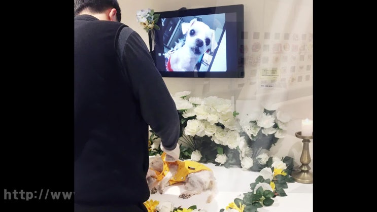  반려동물 장례비용, 추가비용이 없이 정직한 레인보우엔젤!