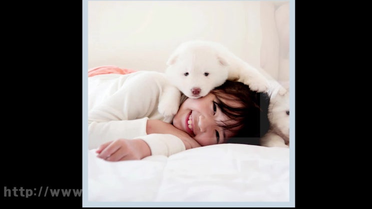  서울 강아지 장례 고양이 장례식장, 정식 허가받은 안전한 곳에서!