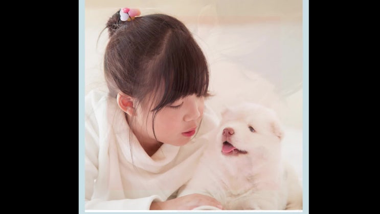 인천 강아지 장례는 반드시 합법적인 곳에서!