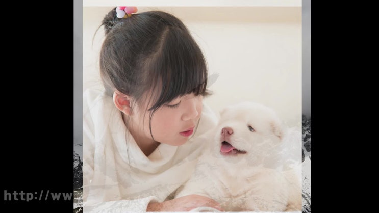  강아지 장례업체는 신중하게 선택하셔야 해요!