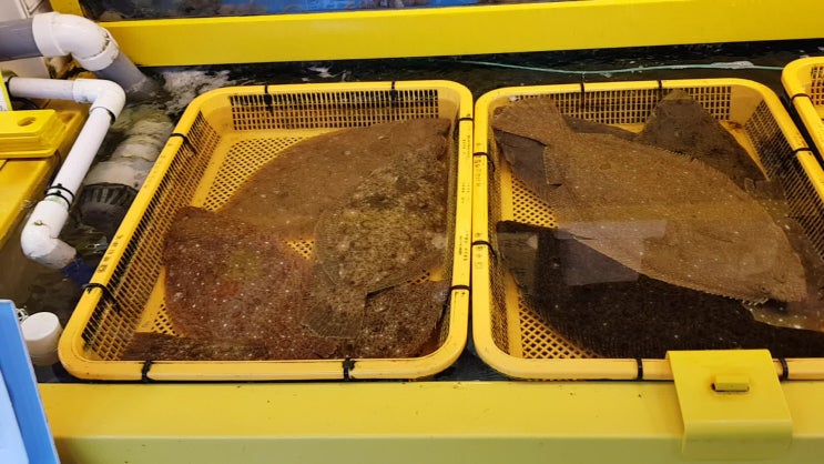  강릉중앙시장횟집 한신회센터 신선하고 맛있는 회가 가득 포장맛집!