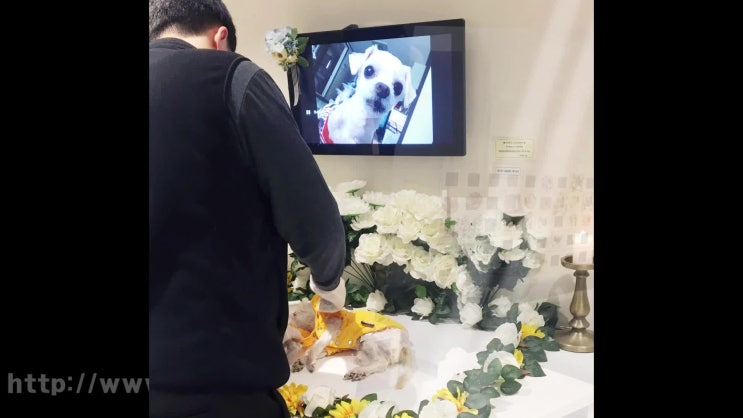  부천 강아지 화장 화장터 반려동물 장례식장, 부천시에서 근접한 가장 믿음 가는 레인보우엔젤과!
